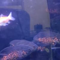Gambar ikan Oscar Tiger good Marking dari Razaakaquatic undefined 2 Tokopedia