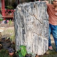 Gambar batu hias fosil kayu (97) dari Najwa OL shoping undefined 4 Tokopedia