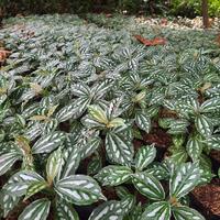 Gambar tanaman hias philea mutiara pohon daun mutiara dari Putra Flora undefined 2 Tokopedia