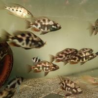 Gambar Nimbochromis Livingstoni Pure 7-8cm [HAPS] dari Nagisa Aquatic 2 undefined 2 Tokopedia