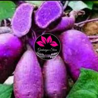 Gambar Jual bibit stek ubi jalar ungu kulit ungu daging ungu per bibit dari girikarya-store undefined 1 Tokopedia
