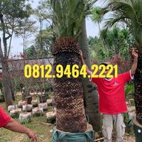 Gambar Pohon Macrozamia Moorei Import Australia Tanaman Purba Langka dari Taman Forest Hijau undefined 2 Tokopedia