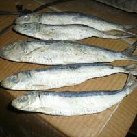Gambar Ikan Asin Japuh - 100 gram - 1/4 kg dari MANTRA KHATULISTIWA DEPOK undefined 4 Tokopedia