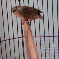 Gambar BURUNG CIGUN CIBLEK GUNJNG EKS MASTERAN FULL TEMBAKAN JINAK MAPAN dari Alesha Bird Farm undefined 3 Tokopedia