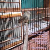 Gambar BURUNG CIGUN CIBLEK GUNJNG EKS MASTERAN FULL TEMBAKAN JINAK MAPAN dari Alesha Bird Farm undefined 2 Tokopedia