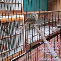 Gambar BURUNG CIGUN CIBLEK GUNJNG EKS MASTERAN FULL TEMBAKAN JINAK MAPAN dari Alesha Bird Farm undefined 1 Tokopedia