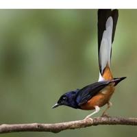 Gambar Burung murai batu MH ekor panjang pilihan jnt dari Toko bang abi001 undefined 3 Tokopedia