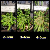 Gambar Euphorbia Flanaganii - 3-4cm dari Floragasm undefined 3 Tokopedia