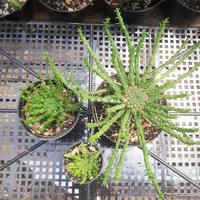 Gambar Euphorbia Flanaganii - 3-4cm dari Floragasm undefined 1 Tokopedia