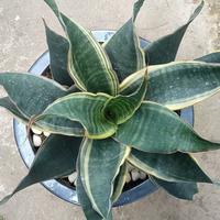 Gambar Sansevieria black rose var jumbo dari Arfan Plant undefined 2 Tokopedia
