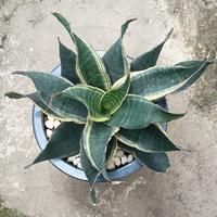 Gambar Sansevieria black rose var jumbo dari Arfan Plant undefined 4 Tokopedia