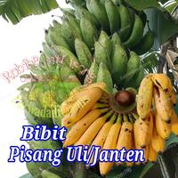 Gambar bibit pisang uli / janten / bangkaulu /pisang bakar dari Hallo Pisang Ciamis undefined 1 Tokopedia