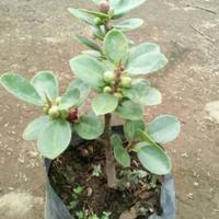 Gambar Paket isi 2 pohon beringin dolar bahan bonsai dari Florist Nursery undefined 3 Tokopedia