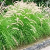 Gambar Tanaman ekor kuda Pohon buntut kuda Alang Alang buntut kuda love grass dari beautifull plant undefined 1 Tokopedia