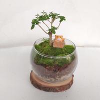 Gambar Ready Plant Gift Set Bowl Tiny Planet Terrarium Hadiah Kado Tanaman dari thomasstore26 undefined 4 Tokopedia