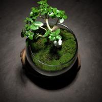 Gambar Ready Plant Gift Set Bowl Tiny Planet Terrarium Hadiah Kado Tanaman dari thomasstore26 undefined 2 Tokopedia