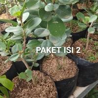 Gambar Paket isi 2 pohon beringin dolar bahan bonsai dari Florist Nursery undefined 1 Tokopedia