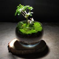Gambar Ready Plant Gift Set Bowl Tiny Planet Terrarium Hadiah Kado Tanaman dari thomasstore26 undefined 1 Tokopedia