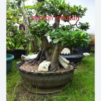 Gambar Paket isi 2 pohon beringin dolar bahan bonsai dari Florist Nursery undefined 5 Tokopedia