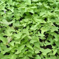 Gambar PROMO Grosir!!! Tanaman hias ubi kuning Tanaman ubi kuning Ubi ubian dari beautifull plant undefined 1 Tokopedia
