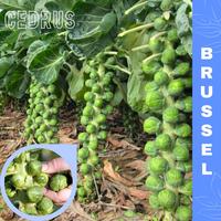 Gambar Benih BRUSSEL - Biji Sayur Kubis Mini Kol dari Cedrus undefined 1 Tokopedia