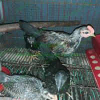 Gambar AYAM KETAWA TYPE GRETEK dari Warkop digital by the bencoolencoffee_cawang undefined 3 Tokopedia
