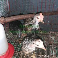 Gambar AYAM KETAWA TYPE GRETEK dari Warkop digital by the bencoolencoffee_cawang undefined 2 Tokopedia