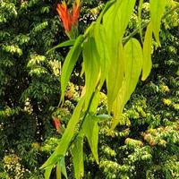 Gambar Daun Belalai Gajah Segar (100 Gram) dari Tanamanobatherbalsulawesi undefined 2 Tokopedia