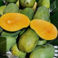 Gambar MANGGA HARUM MANIS MATANG POHON PROBOLINGGO dari Pelita99Store undefined 3 Tokopedia
