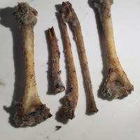 Gambar tulang kukang dari Durga oil undefined 2 Tokopedia