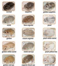 Gambar Hamster Syrian / Winter White / Roborovski / Campbell - C. Normal dari Cupang Guppy Kingdom undefined 3 Tokopedia