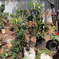 Gambar Mangga Kiojay + Manalagi + Okyong + Jeruk siam Madu Paket 4 pohon dari Toko Karya Tani undefined 2 Tokopedia