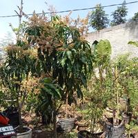 Gambar Mangga Kiojay + Manalagi + Okyong + Jeruk siam Madu Paket 4 pohon dari Toko Karya Tani undefined 1 Tokopedia