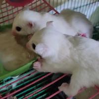Gambar sugar glider leucistic dari 73xoticpets undefined 3 Tokopedia