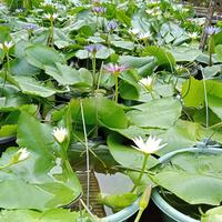 Gambar tanaman bunga teratai putih dari Mala Taman. undefined 2 Tokopedia