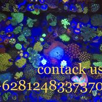 Gambar Sorong aqua marine dari Sorong AquaMarine undefined 1 Tokopedia