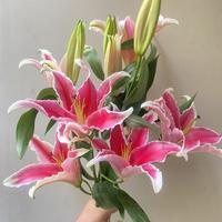 Gambar Bloom Flourish Bunga Lily Asli Potong Segar Fresh Wangi Jual Eceran Harga Per Tangkai Isi 3-4 Kelopak Tangerang Florist Supplier - Merah Muda dari Bloom Flourish Supplier undefined 4 Tokopedia