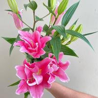 Gambar Bloom Flourish Bunga Lily Asli Potong Segar Fresh Wangi Jual Eceran Harga Per Tangkai Isi 3-4 Kelopak Tangerang Florist Supplier - Merah Muda dari Bloom Flourish Supplier undefined 2 Tokopedia
