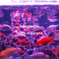 Gambar ikan mas pakan ikan arwana predator makanan ikan dari tisha arowana undefined 3 Tokopedia