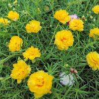 Gambar tanaman hias bunga krokot mossrose lemon sultan dari rumah krokot ku undefined 1 Tokopedia