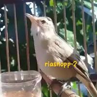 Gambar burung kerak basi alis putih jantan gacor mewah dari riashop-2 undefined 2 Tokopedia