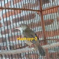 Gambar burung kerak basi alis putih jantan gacor mewah dari riashop-2 undefined 3 Tokopedia