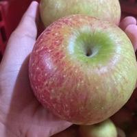 Gambar Apel Rome Beauty / Apel malang 1 kg / oleh oleh khas kota Batu - kecil dari kebon bibit undefined 2 Tokopedia