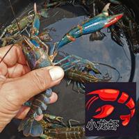 Gambar Indukan Lobster Air Tawar Konsumsi 5 inch dari Xiao Longxia undefined 3 Tokopedia