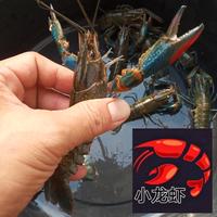 Gambar Indukan Lobster Air Tawar Konsumsi 5 inch dari Xiao Longxia undefined 4 Tokopedia