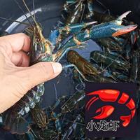 Gambar Indukan Lobster Air Tawar Konsumsi 5 inch dari Xiao Longxia undefined 1 Tokopedia