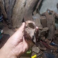 Gambar galih asem gandul bledek dari kayupranayogyakarta undefined 1 Tokopedia