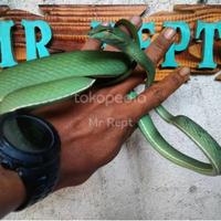 Gambar Ular Pucuk Prasina, Ahaetulla Prasina. dari Mr.Rept undefined 1 Tokopedia
