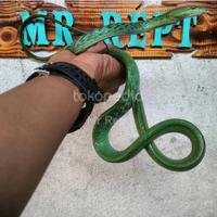 Gambar Ular Pucuk Prasina, Ahaetulla Prasina. dari Mr.Rept undefined 2 Tokopedia