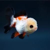 Gambar Ikan mas koki oranda panda & tricolor fancy - tricolor dari simanjuntak Goldfish undefined 4 Tokopedia